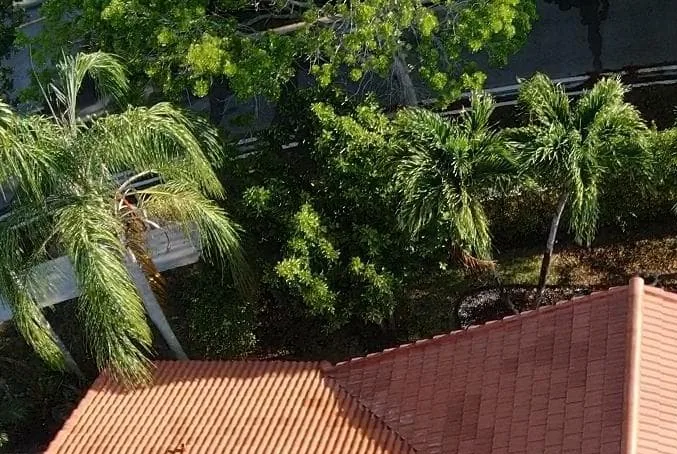 Overhead view of a clay tile roof with palms and a lake nearby.